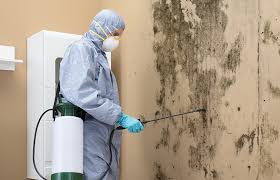 Professional Mold Inspection in Williams, CA